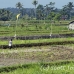 rice_ubud_h_0143_bal0959.jpg